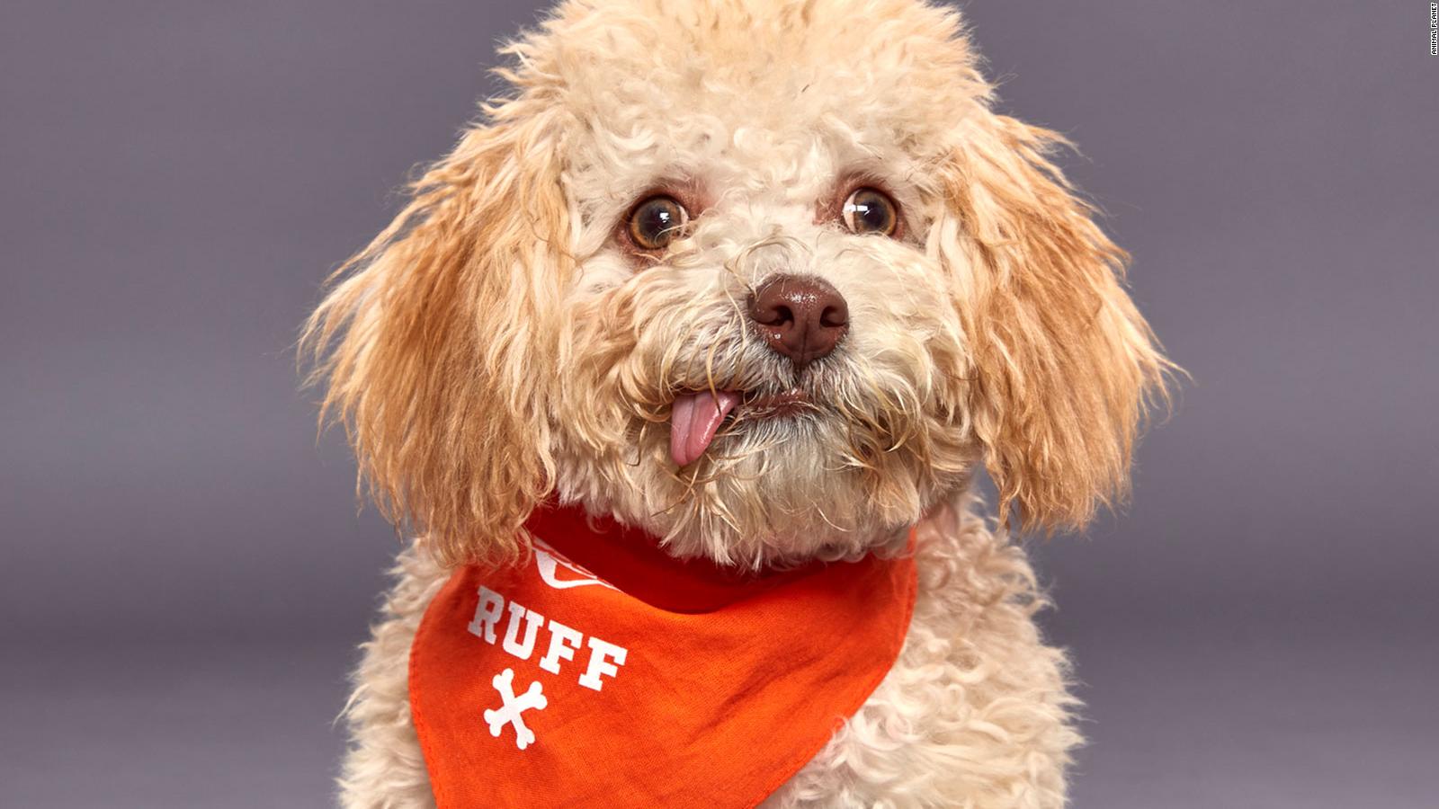 Here's how to adopt a pet from the Puppy Bowl CNN