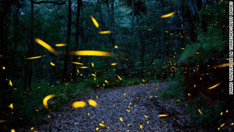 Fireflies are facing extinction due to habitat loss, pesticides and artificial light