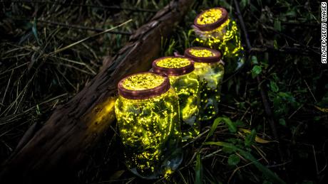 This photo taken on August 18, 2015 shows fireflies kept in jars during in Guangzhou in China&#39;s southern Guangdong province. 