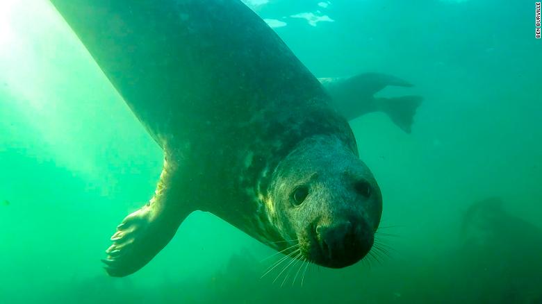 Grey seal filmed clapping for the first time