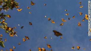 images of butterflies flying