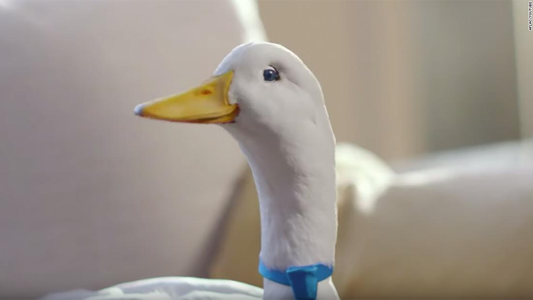 Seriously Facts Of Animated Gif Aflac Duck Your Friends Missed To | My ...