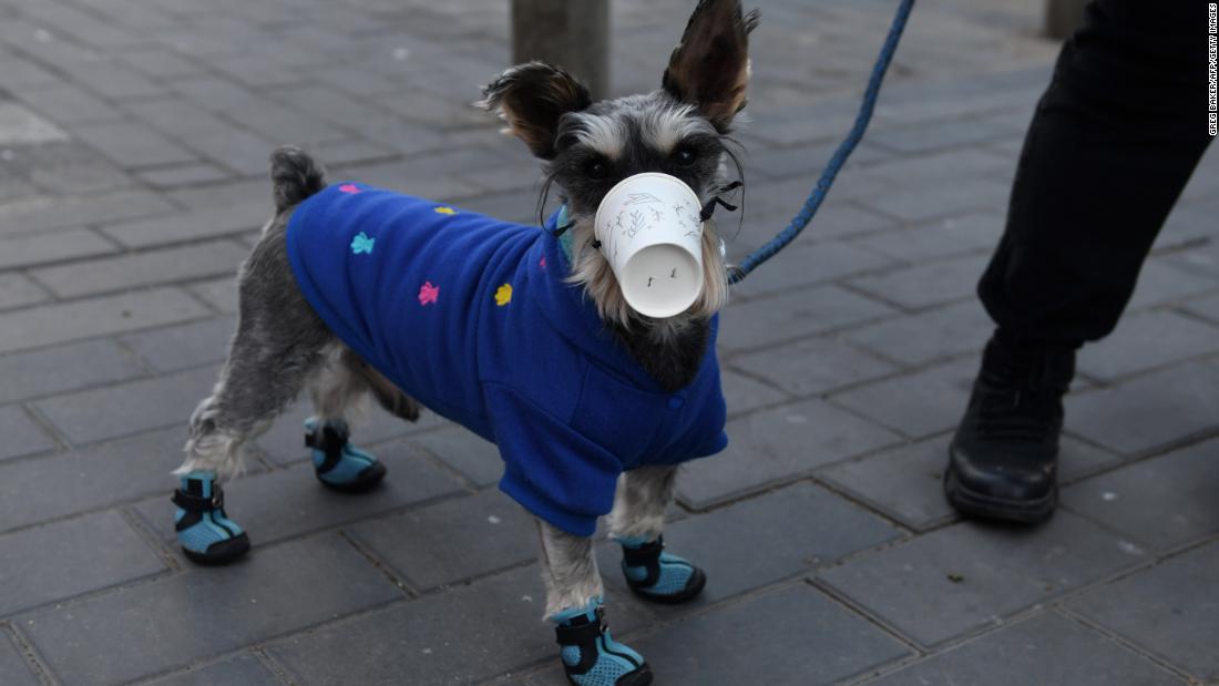 A dog in Beijing wears a makeshift mask constructed from a paper cup.