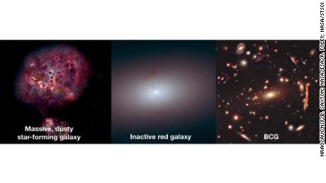 The possible evolution of an unusual monster galaxy is shown from left to right, from its beginning as a massive galaxy bursting with star formation, transitioning to a dead galaxy and perhaps its eventual fate: becoming a bright cluster galaxy.