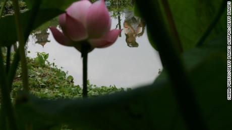 A lotus blossoms at the 21st National Lotus Exhibition on June 30, 2007, in Wuhan, China. 