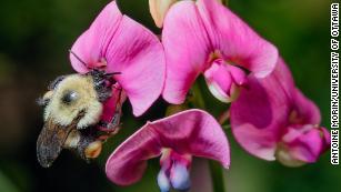 Easy ways to help bumblebees, which are going extinct.