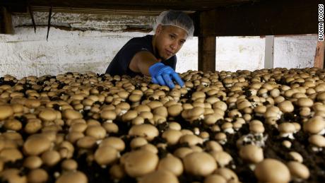 Move over, kale: Mushrooms are the new grocery aisle celebrities