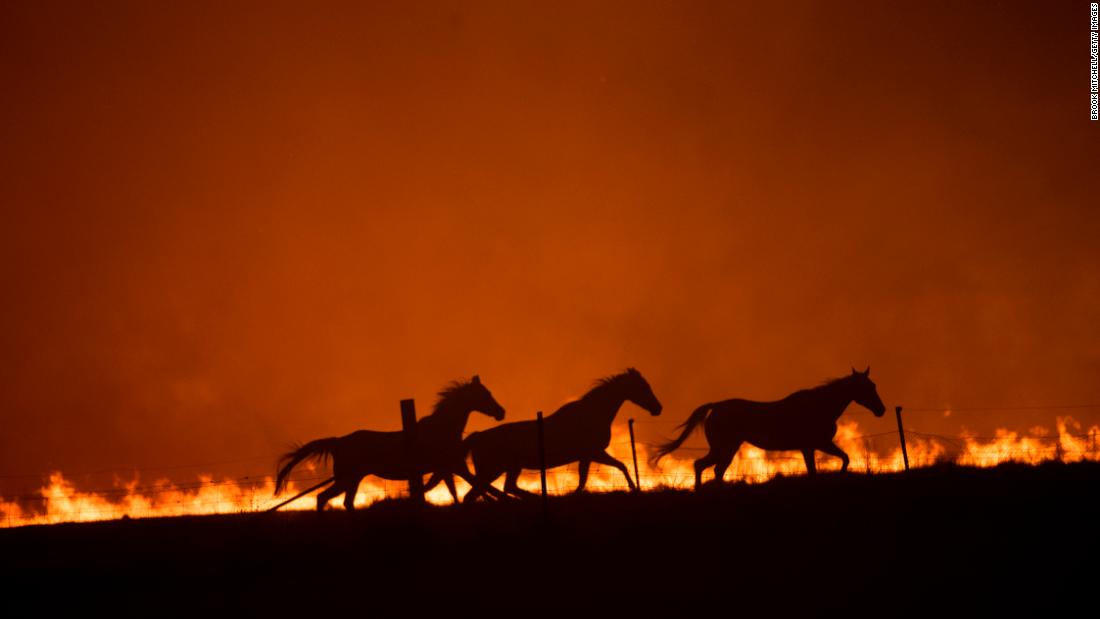 Horses panic as a fire burns near Canberra, Australia, on Saturday, February 1.