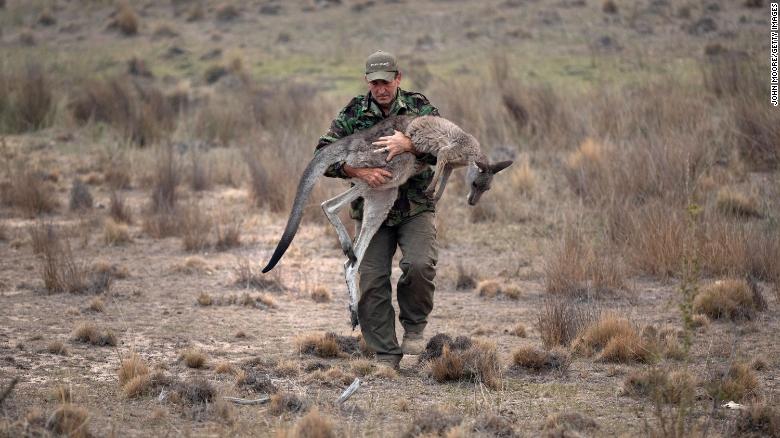 Animal rescuer Marcus Fillinger carries a burned kangaroo on February 4 in Peak View, Australia. Fillinger tranquilized the wounded animal for transport to a recovery center. 