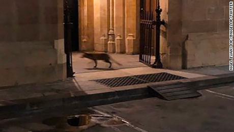 A fox was seen infiltrating the UK Parliament on Thursday night.