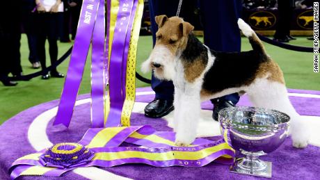 westminster best in show 2019
