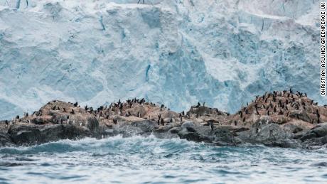 Chinstrap penguin colony in front of a glacier on Elephant Island in Antarctica.