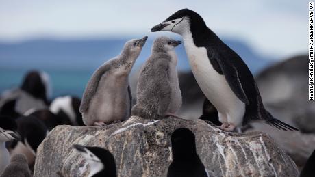 Some Antarctic penguin colonies have declined by more than 75% over 50 years