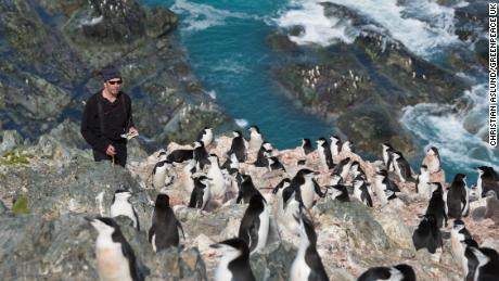 Scientist Steve Forrest, from Stony Brook University, counts chinstrap penguins from the top of a hill on Elephant Island.