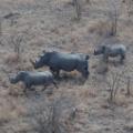 How 'Postcode Meerkat' is protecting South Africa's rhinos - CNN