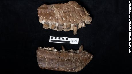Fossil fragments from the tyrannosaur skull include teeth.