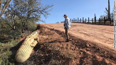 &quot;They&#39;re bulldozing a huge amount of pirstine habitat,&quot; says Laiken Jordahl of the Center for Biological Diversity.