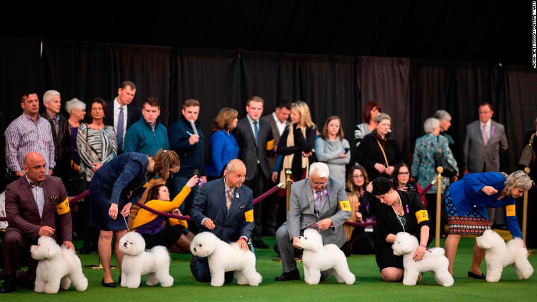 A group of bichon frise competes on February 10.