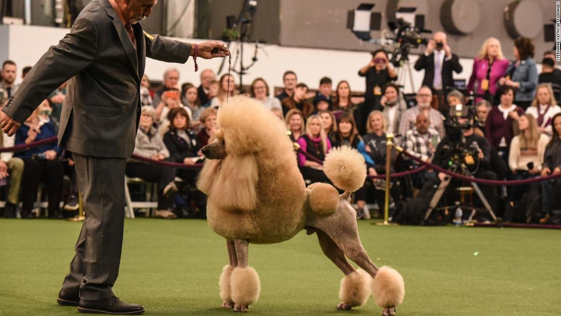 A poodle during the judging phase on February 10.