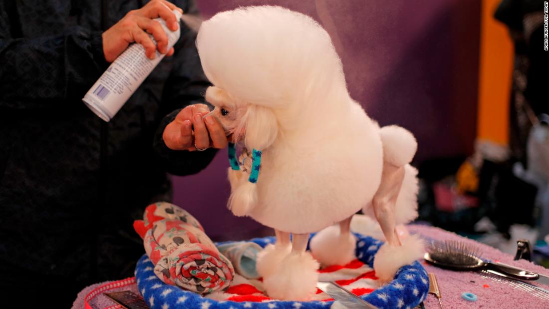 A toy poodle is groomed before competition.