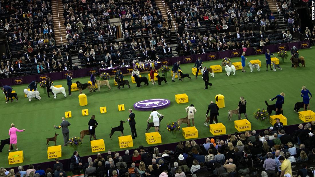 Dogs compete in the working group on February 11.