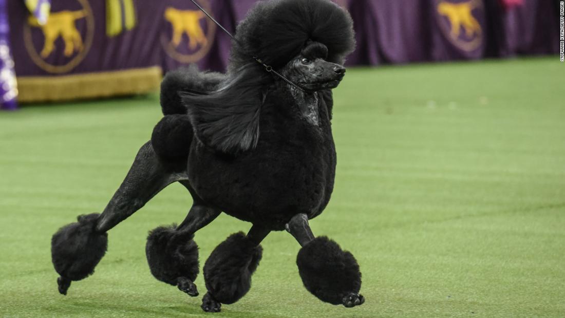 Siba, a standard poodle, took home top honors at the Westminster Kennel Club Dog Show.
