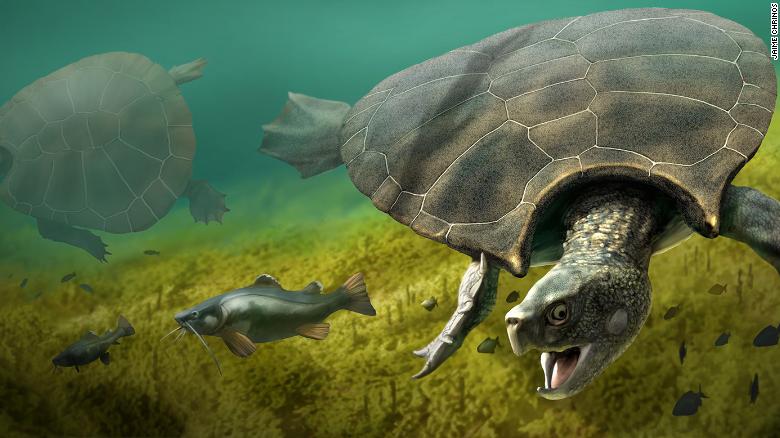 An artist's illustration of the giant turtle Stupendemys geographicus.