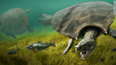 An artist's illustration of the giant turtle Stupendemys geographicus.