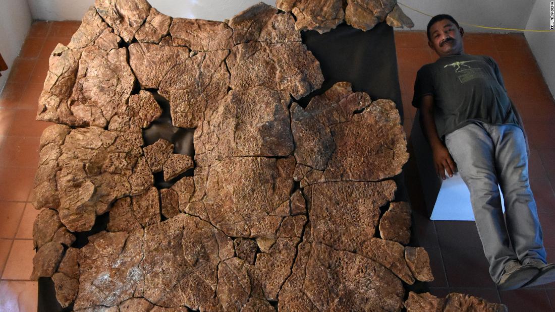  Venezuelan Palaeontologist Rodolfo Sánchez is shown next to a male carapace of the giant turtle Stupendemys geographicus, for scale.