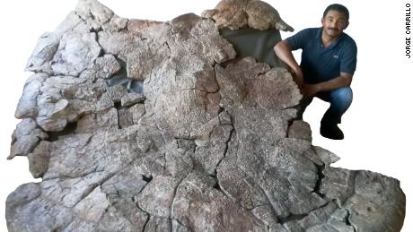 Venezuelan Palaeontologist Rodolfo Sánchez and the shell of the male giant turtle.