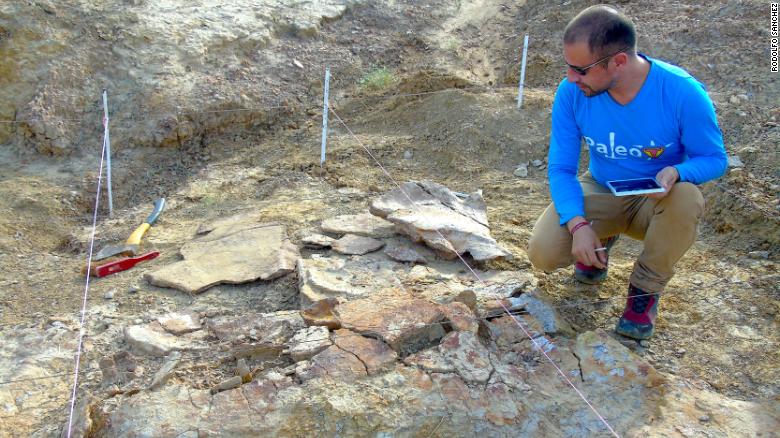 Colombian paleontologist Edwin Cadena, taking notes from one of the male specimens of Stupendemys geographicus.