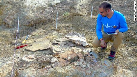 Colombian paleontologist Edwin Cadena, taking notes from one of the male specimens of Stupendemys geographicus.