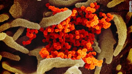 FDA authorizes first coronavirus antibody test