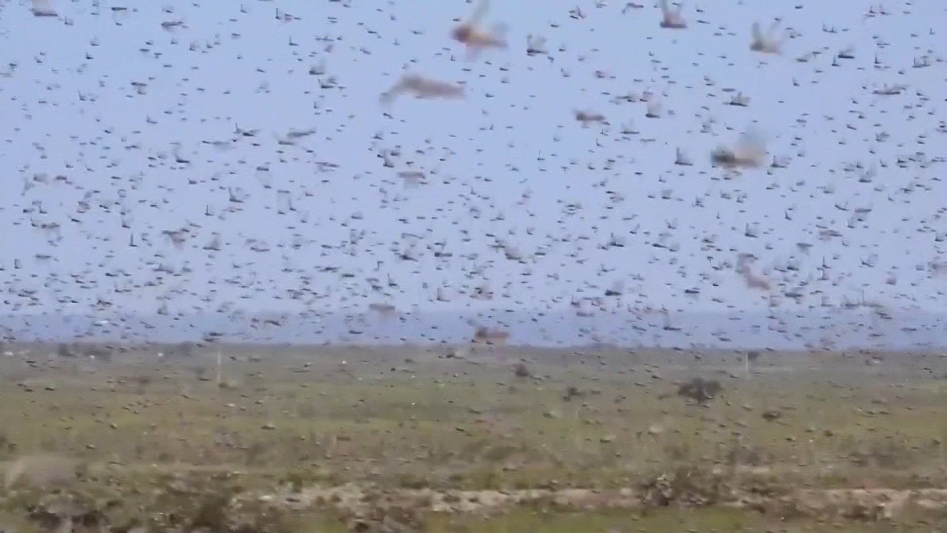 See massive insect swarm that may threaten millions - CNN Video