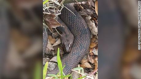 A group of Florida water snakes shut down an area of a park near Lake Hollingsworth in central Florida because of their mating activities.