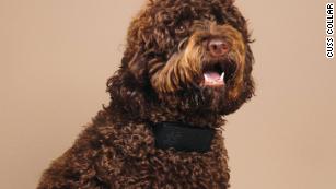 You can now buy a dog collar that will swear every time your dog