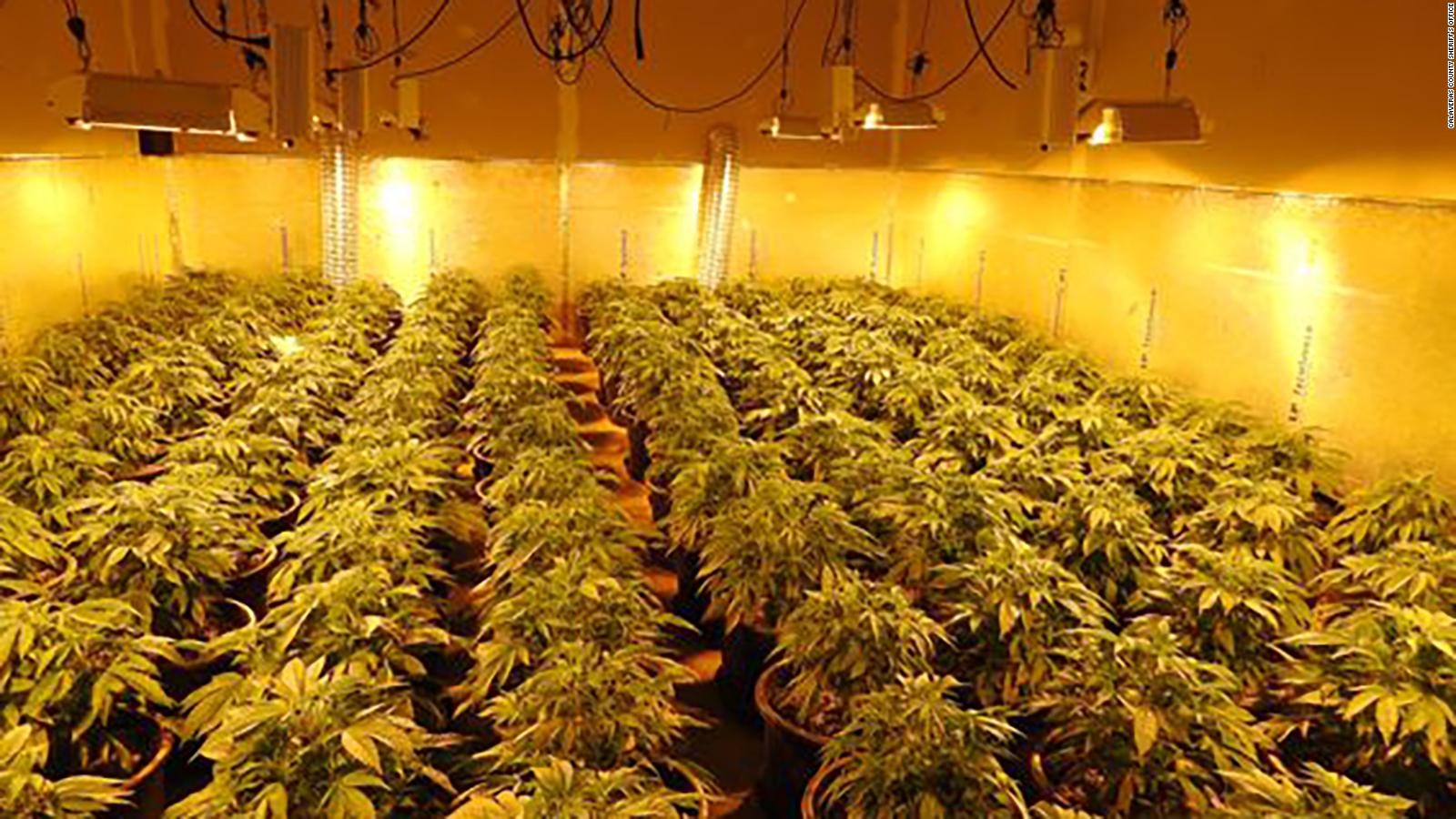 california-marijuana-440-pounds-of-pot-were-seized-at-an-illegal-grow