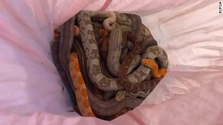 A total of 29 snakes have been found bundled up in pillowcases outside a fire station so far.