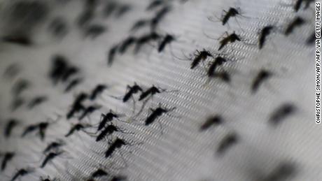 Modified mosquitoes reduce dengue cases by 77% in Indonesia experiment