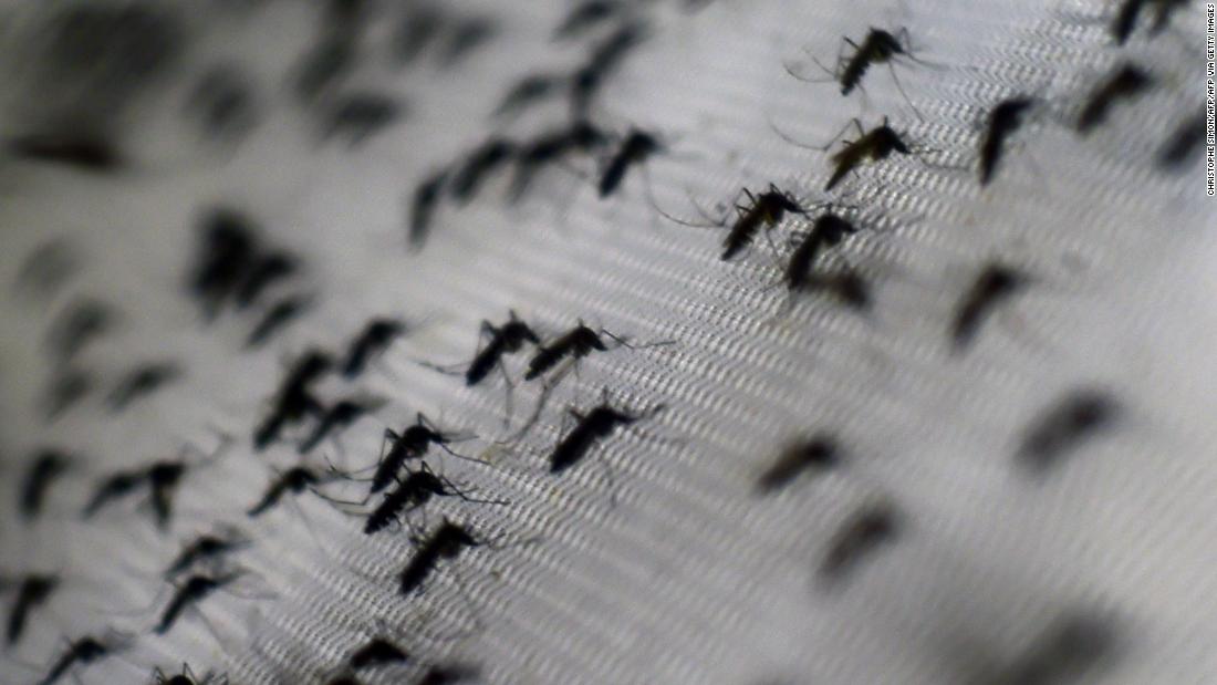 Modified mosquitoes reduce dengue cases by 77% in Indonesia experiment - CNN 