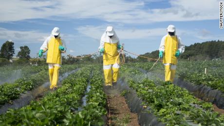 farmers spraying pesticides in strawberry garden - Location: Brazlândia-DF/Brazil