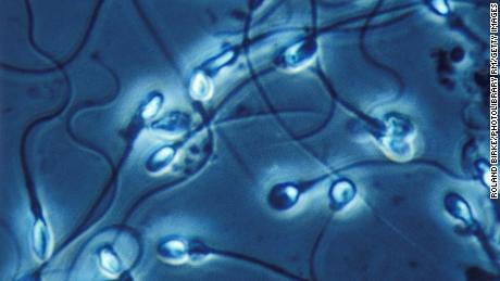 Poor quality Western diet kills sperm count and lowers male testosterone, study says