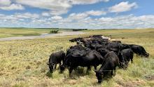 Five hundred cows and a few oxen graze in tight formation in a penned off part of Danie Slabbert&#39;s veld. The cows must eat all the grass, allowing better grasses to survive.
