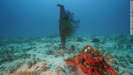 A propeller from one of the aircraft is now covered with coral in Micronesia&#39;s Chuuk State.
