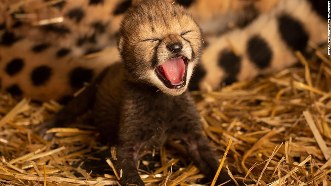 These Adorable Cheetah Cubs Just Made History Cnn Video