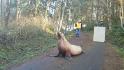 Sea lion found wandering miles from water