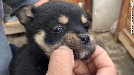 An abandoned puppy rescued from a construction site in Henan province in China is examined by an animal advocate.