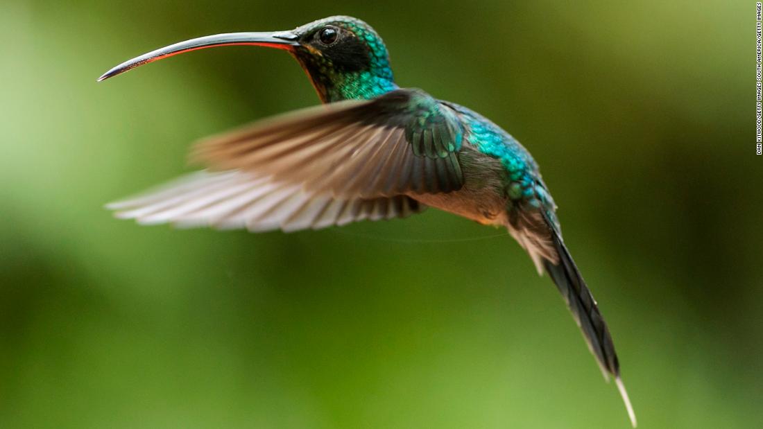 Of the 300 plus known species of hummingbird worldwide, at least 50 can be found in Costa Rica. The tiny birds hover and dart from flower to flower, drinking nectar through their long, narrow beaks. 