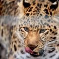 captive breeding leopard intl