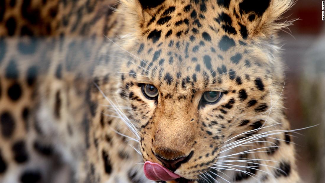 Among the world&#39;s rarest big cats, the elusive, solitary Amur leopard has been in trouble for decades. Around 220 Amur leopards are currently in zoos in Russia, Europe, Japan and the US. They are part of a breeding program run jointly by ZSL London Zoo and Moscow Zoo.